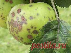 Парша на яблоне