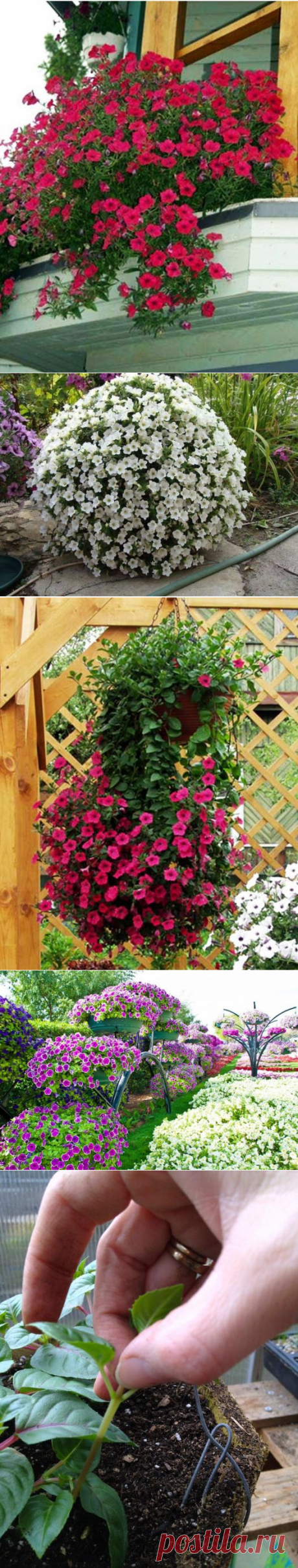 КАК ДОБИТЬСЯ, ЧТОБЫ ПЕТУНИЯ ЦВЕЛА ПЫШНЫМ ЦВЕТОМ