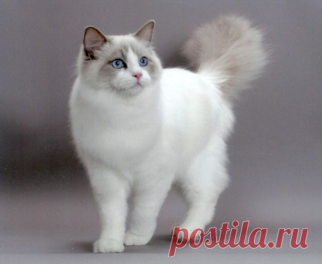 10 самых ласковых пород кошек