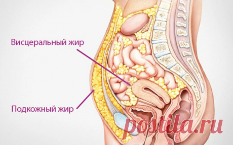 7-дневное меню от висцерального жира и легкой сушки на 1100ккал/сутки | КРИОДИЕТА | Яндекс Дзен