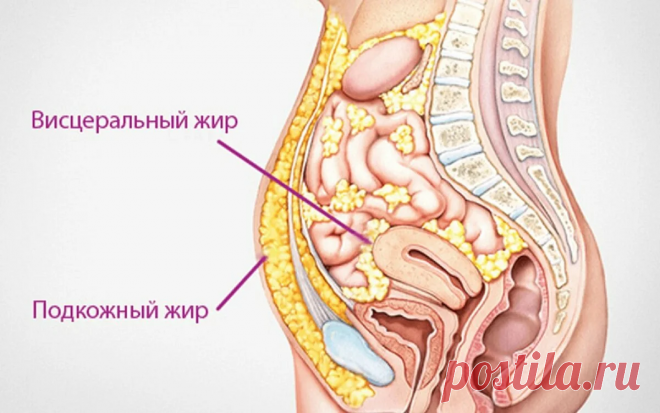 7-дневное меню от висцерального жира и легкой сушки на 1100ккал/сутки | КРИОДИЕТА | Яндекс Дзен