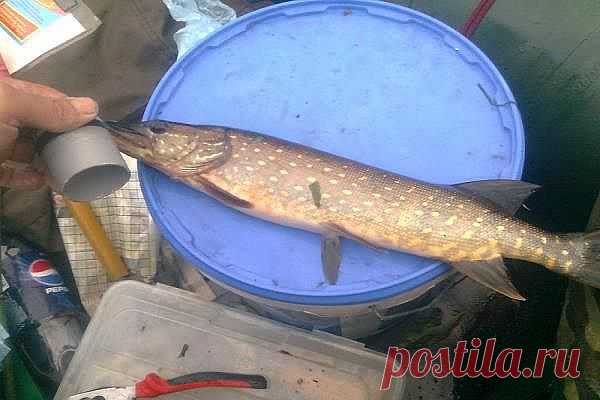 Летние жерлицы на щуку. Как сделать своими руками | Охота и рыбалка