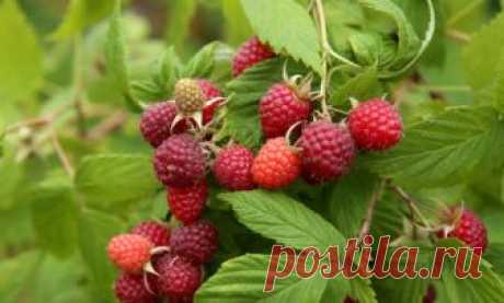 Простой способ увеличить урожай малины вдвое. Определяем лучший срок для обрезки