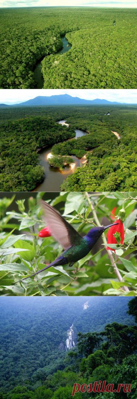 Большое фотопутешествие по лесам Амазонки