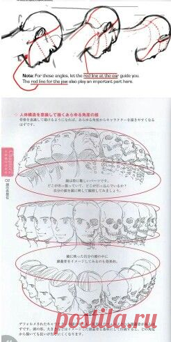 Голова в ракурсах.