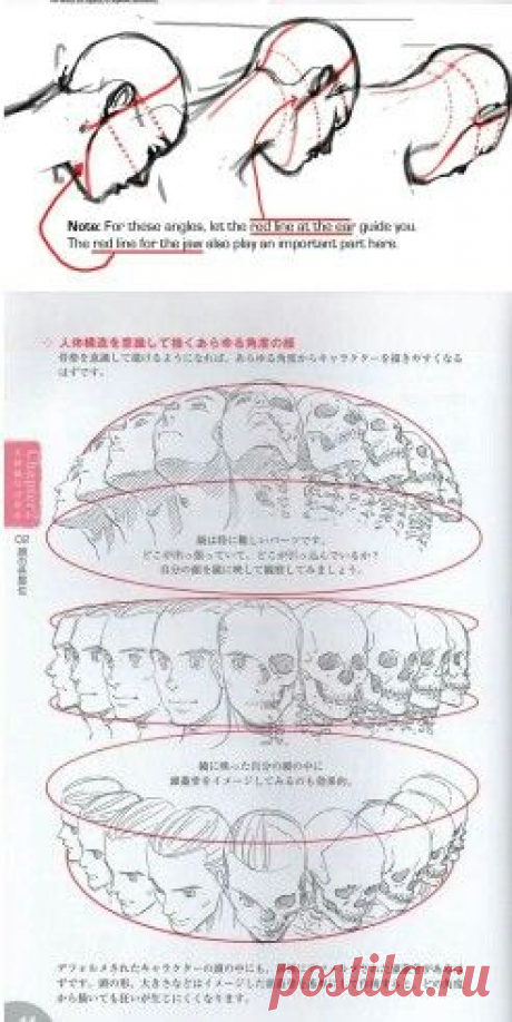 Голова в ракурсах.