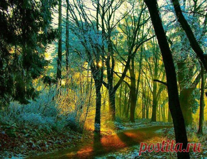 Красивые фотографии и картинки лесных пейзажей