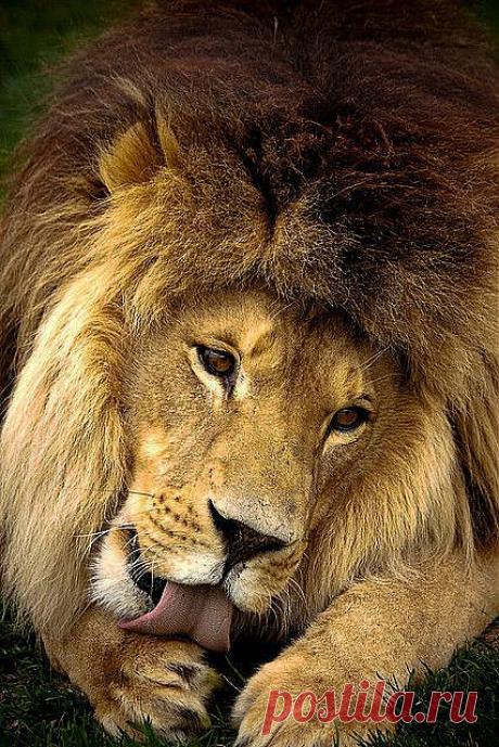 Male Lion - by Dr. Ilia [Flickr] | Lions &amp; Tigers &amp; Lynx oh my | Pint…