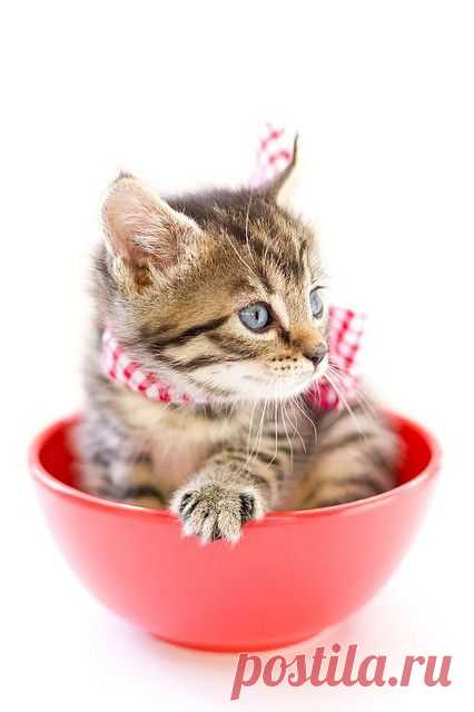 Stripes | Flickr - Photo Sharing!