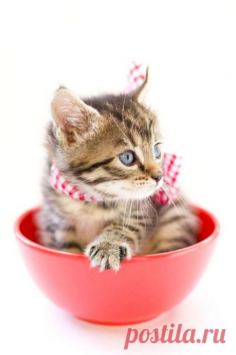 Stripes | Flickr - Photo Sharing!