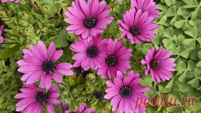 5 интересных однолетних цветов, которые стоит посадить в следующем сезоне | У-Дачная жизнь Пульс... Благодаря однолетникам, можно менять свои цветники ежегодно. Пора покупать семена на новый сезон