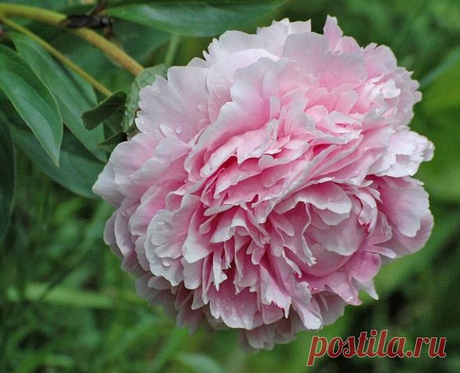 Чем подкормить пионы на стадии первых «красных» ростков? Весенний уход за цветами | Дачные записки | Яндекс Дзен