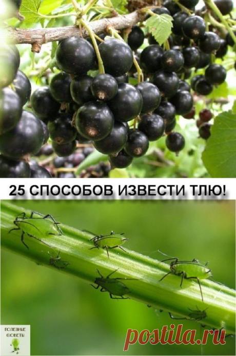 (46) Одноклассники