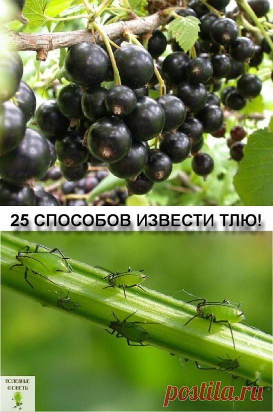 (46) Одноклассники