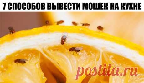 7 способов вывести мошек на кухне
Да, в следующий раз можно быть более наблюдательным и следить за порядком в помещении и чистотой приобретенных продуктов. Но что делать, если проблема уже появилась. Давайте рассмотрим несколько действенных методов в борьбе против этих вредителей.
Липкая лента 
Это средство универсально. Оно подойдет не только для борьбы с обычными мухами, но и для уничтожения мелких мошек.
Эфирные масла 
Если выбирать несладкие запахи, такие как гвоздика, мята, эвкалипт, гер