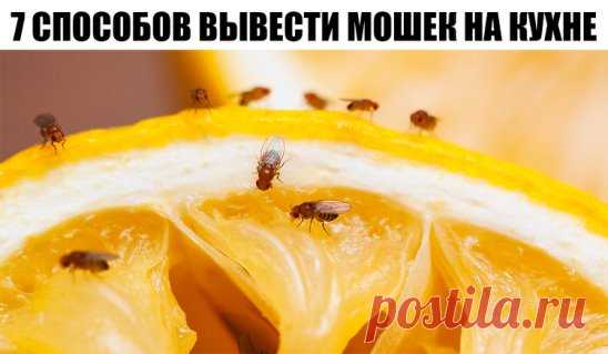 7 способов вывести мошек на кухне
Да, в следующий раз можно быть более наблюдательным и следить за порядком в помещении и чистотой приобретенных продуктов. Но что делать, если проблема уже появилась. Давайте рассмотрим несколько действенных методов в борьбе против этих вредителей.
Липкая лента 
Это средство универсально. Оно подойдет не только для борьбы с обычными мухами, но и для уничтожения мелких мошек.
Эфирные масла 
Если выбирать несладкие запахи, такие как гвоздика, мята, эвкалипт, гер