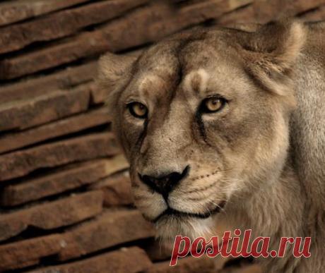 Фото Без названия. Альбом ЦАРЬ ЗВЕРЕЙ - 50 фото. Фотографии ⊰✿⊱ ОЛЬГА ⊰✿⊱.