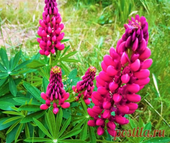 12 ярких многолетников с красивыми высокими соцветиями в виде свечей – настоящее украшение сада 12 ярких многолетников с красивыми высокими соцветиями в виде свечей – настоящее украшение сада Собери букет цветов. Узнай название цветов, красивые цветы для любой девушки. Какие растения цветы, а какие нет. Сделай цветник своими руками и проверь как посажены цветы.