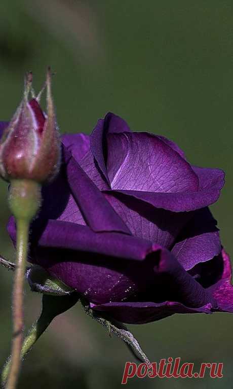 Download 480x800 «Роза» Cell Phone Wallpaper. Category: Flowers