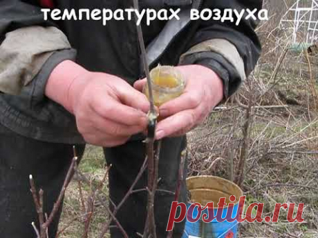 Весенняя прививка прививочным секатором