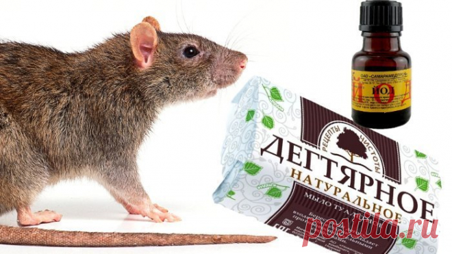 Натуральное и безопасное средство от мышей | Сделай Сам - Своими Руками | Пульс Mail.ru