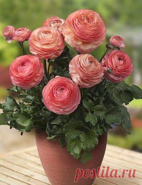 Как и когда осуществляется посадка и уход за ранункулюсом: фото и видео инструкция