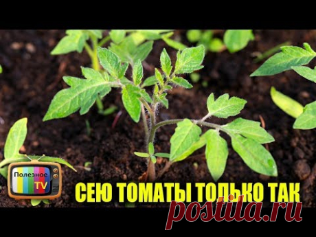 СЕЮ ТОМАТЫ ТОЛЬКО ТАК КРЕПКАЯ РАССАДА БЕЗ ПРОРЕЖИВАНИЯ И ВЫТЯГИВАНИЯ