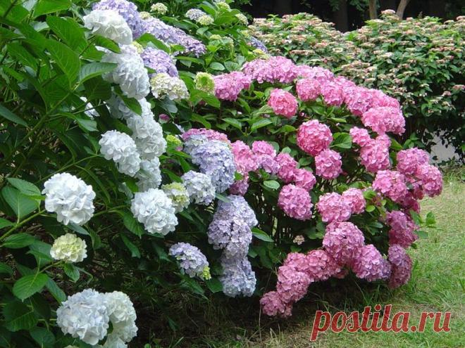 Еще раз о гортензии | Самоцветик