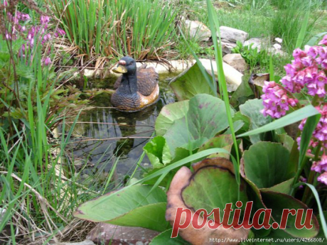 Прудик-тазик.