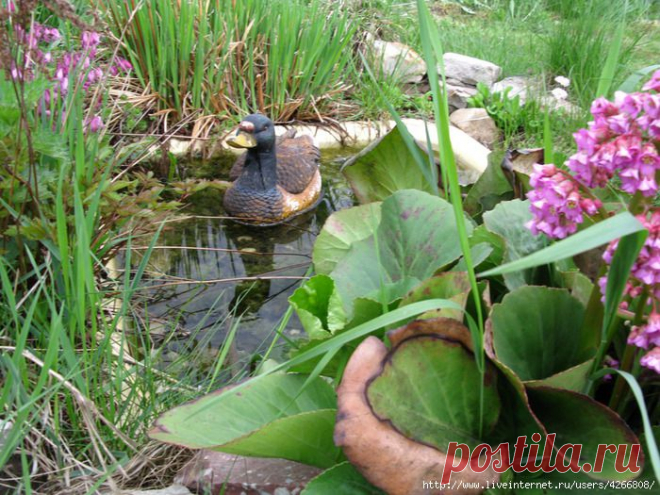 Прудик-тазик.