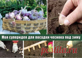 СУПЕРИДЕЯ ДЛЯ ПОСАДКИ ЧЕСНОКА ПОД ЗИМУ

Мы все очень любим чеснок. без него у нас не обходится практически ни одно блюдо. Поэтому мне, как и многим из вас, очень хочется, чтобы был хороший урожай. Думаю, что не сильно похвалюсь, если скажу, что у меня урожай каждый год удается отменным. Но не просто так он мне дается. Как говориться, хочешь полопать – люби и потопать. Поэтому приходится хорошо поработать.

Суперидея для посадки чеснока под зиму

Залог хорошего урожая чесно...