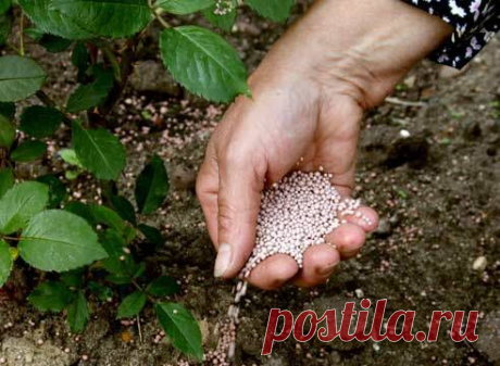 Подкормка роз. На что обратить внимание?