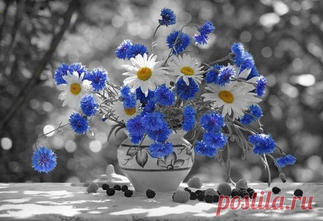 ромашки с васильками