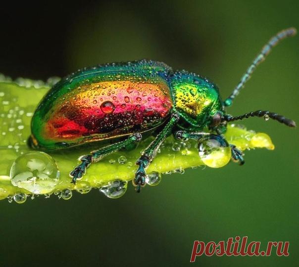 Запись на стене 📷 Lisa Boyce#macrobeautifulНасекомые