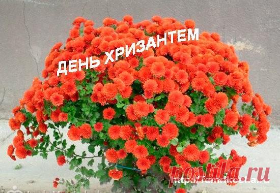 2 сентября – День хризантемы

Этот 
день отмечается в далёкой Японии. Хризантема на японском языке, 
называется Кику – солнце. Долгое время изображение солнечного цветка 
считалось священным. Хризантема развивается на японском национальном 
флаге, отчеканена на монетах, изображена на бумажных купюрах. У культуры
 хризантем – тысячелетняя история. Происхождение цветка 
окутано легендами. По одной из них злой дракон решил похитить у людей 
солнце, схватив светило, он сильно ...