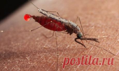 Ученые Буркина-Фасо решили победить малярию с помощью ГМО-комаров | Здоровье