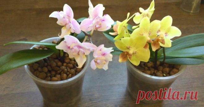 Цветовод объяснил, почему орхидея должна сидеть в керамзите » ЧапЧап