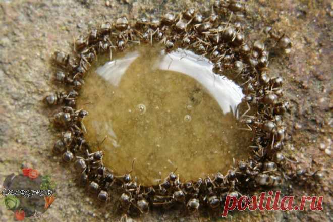 Как избавиться от муравьев на дачном участке – лучшие способы и методы, эффективная борьба + фото