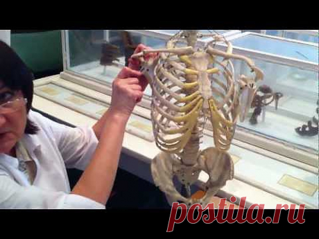 Соединение лопатки - YouTube