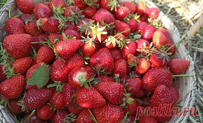 Сохраняем клубнику как с грядки на целый год. Храним в банках с добавлением сахара