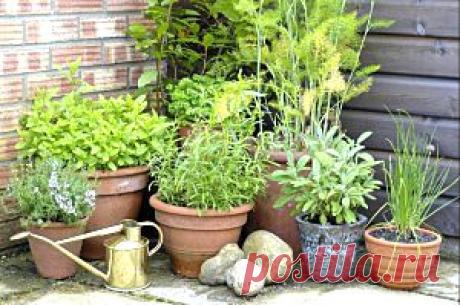 Заботимся о сердце | Советы Народной Мудрости