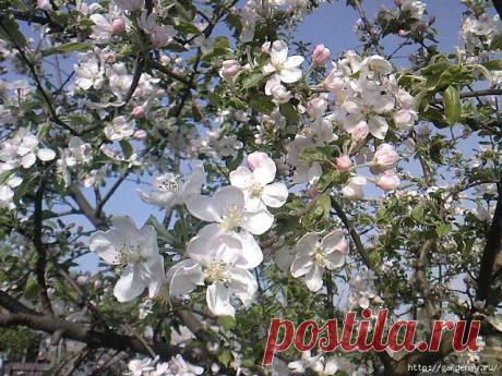 Как спасти яблоньки от противного цветоеда?.