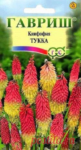 Книфофия "Тукка"