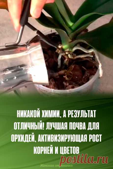 Никакой химии, а результат отличный! Лучшая почва для орхидей, активизирующая рост корней и цветов