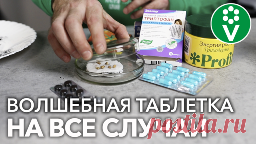 Аптечный спасатель рассады и стимулятор семян! Два в одном! | Procvetok | Дзен