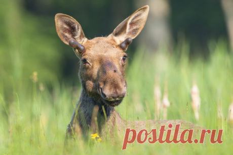Молодой лось. Автор фото — Александр Маркелов, участник фотоконкурса «Дикая природа России». Присылайте свои фото, чтобы побороться за главный приз — 300 000 рублей: bit.ly/dpr-2016