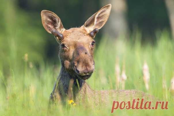 Молодой лось. Автор фото — Александр Маркелов, участник фотоконкурса «Дикая природа России». Присылайте свои фото, чтобы побороться за главный приз — 300 000 рублей: bit.ly/dpr-2016