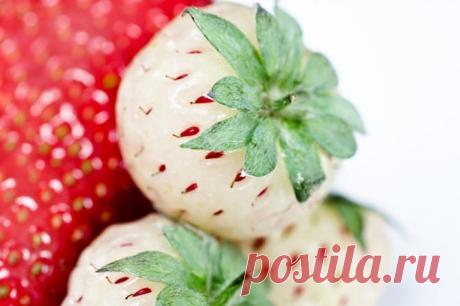 Фото Нэши. Альбом Деревья, плоды, ягоды, грибы - 515 фото. Фотографии Ольга Дудина.