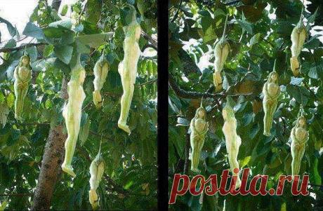 Это растение называется Narilatha . Растет в Гималаях, Индии, Шри-Ланка и Таиланде. Цветет один раз в 20 лет.Цветы напоминают женские тела