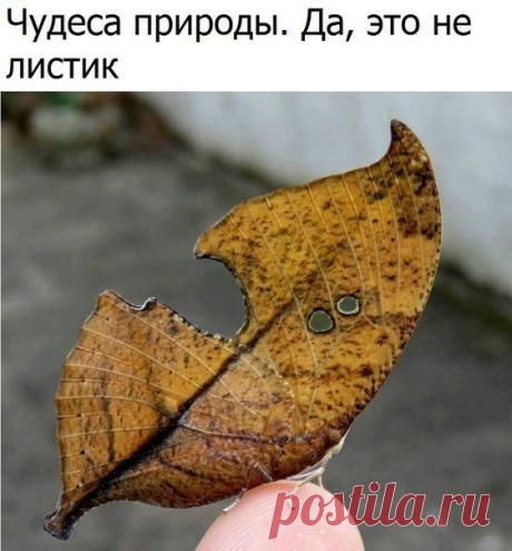Бабочка листик